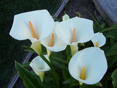 如何优化一个伟大的搜索引擎优化标题