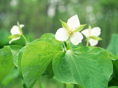 如何建立有效的网页链接优化方法