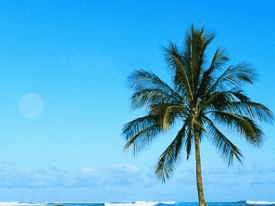 网站优化需要客观对待关键词密度！