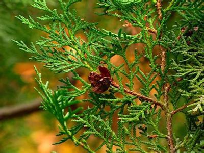 如何合理化关键词密度？