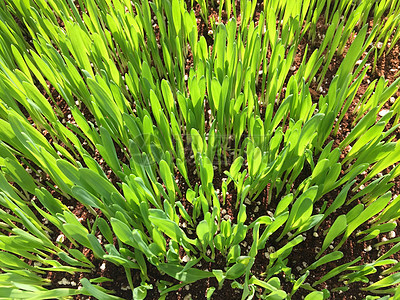 关键词密度是什么意思？