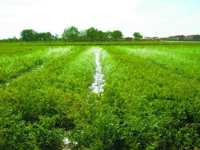 长尾关键词优化与百度中文分词