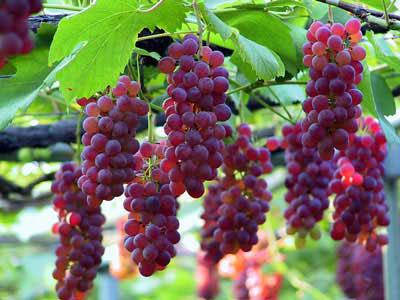 长尾关键词挖掘工具