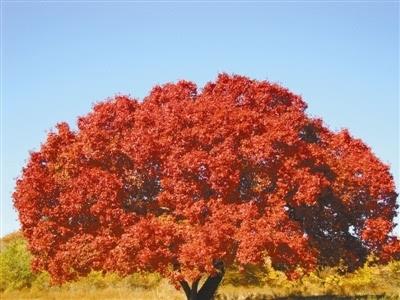 长尾关键词的三种形式