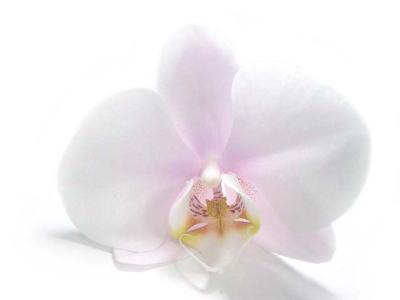 如何在限定时间内免费做微网站？