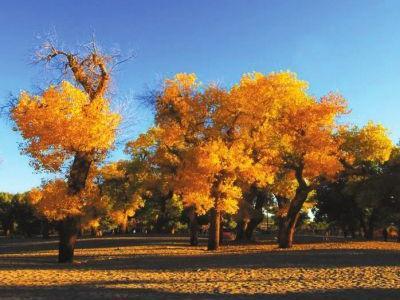 如果我发现网站被劫持了该怎么办？