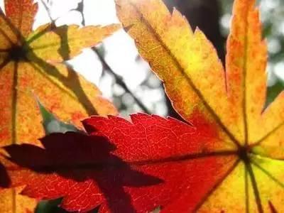 友情链接交流的策略与要点