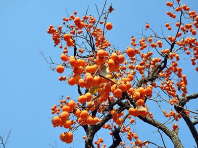 帮助你提高网站内容包含率的七个技巧