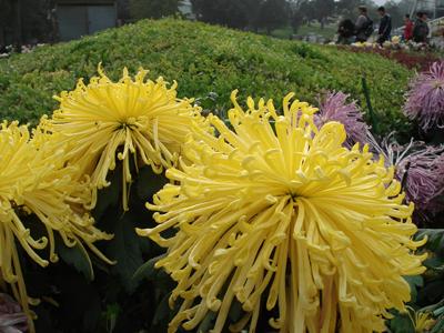 如何做好关键词优化-如何快速将关键字排列到首页？