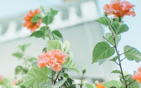 网站建设公司哪家好？哪个网站建设公司靠谱？