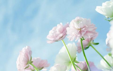 企业微官网的建设流程技巧是什么？